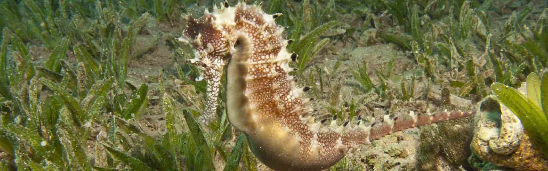 Jayakar's Seahorse